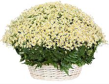 Цветочная композиция из Ромашки в корзине #REPLACE_PRED# Давыдково